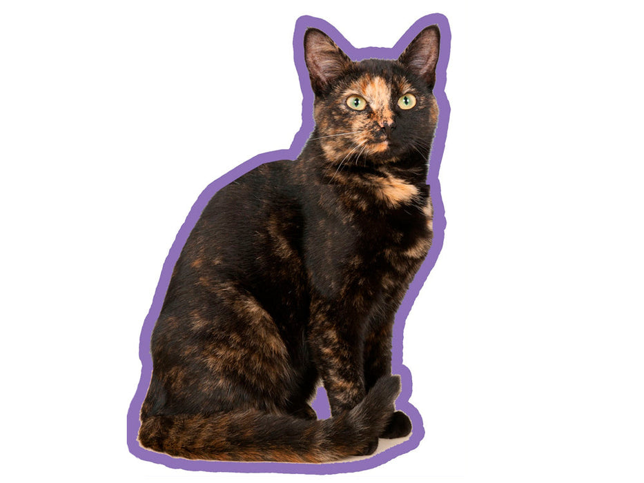 Duftbaum-Wunderbaum Katze: Schildpatt Hauskatze