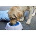 Hunde Wassernapf - Kunststoffnapf Fresh mit Kühlzellen