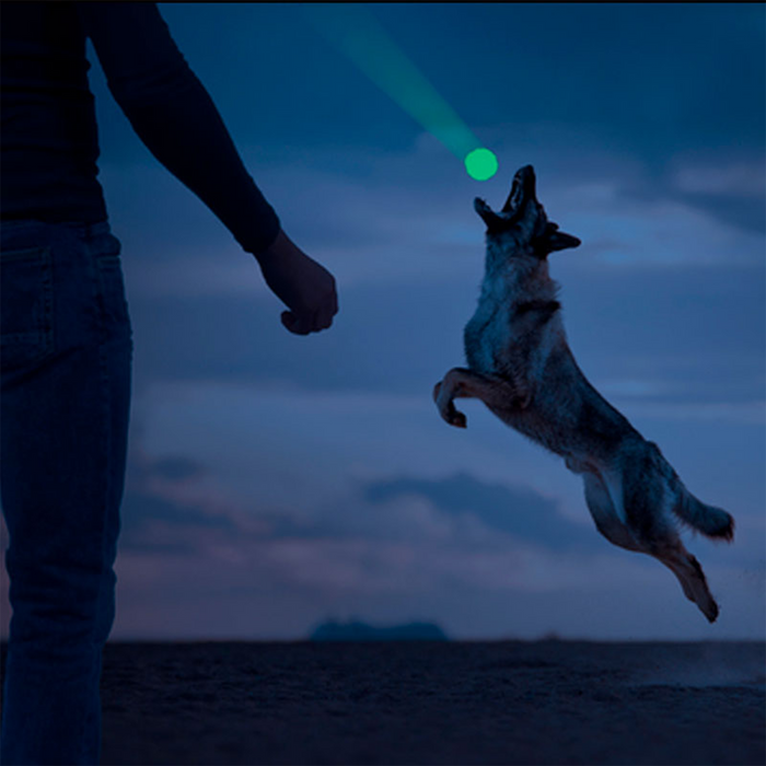 Leucht Stick - Hundespielzeug mit Crackle Effekt