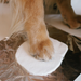 Pearhead ® - 3D Pfotenabdruck Set Hund & Katze inkl. Bilderrahmen - weiss