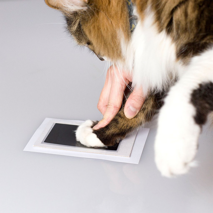 Pearhead ® - Pfotenabdruck Set Hund & Katze inkl. Bilderrahmen - weiss clean-touch ink pad