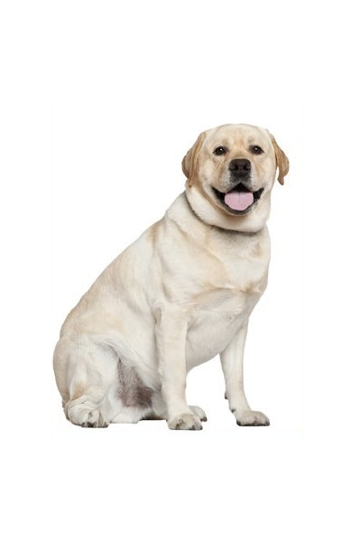 Hunderassen-Auto-Aufkleber: Labrador yellow