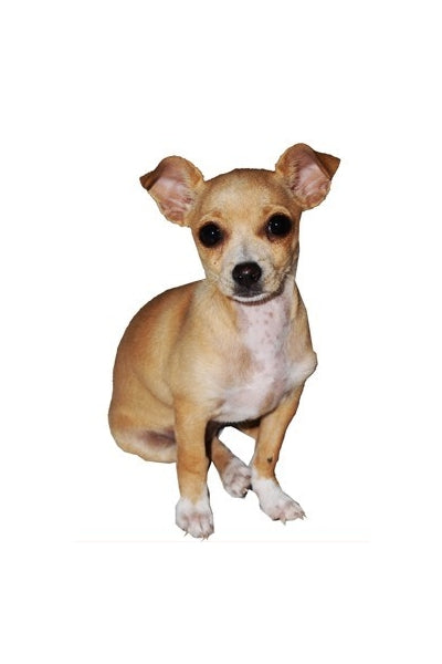 Hunderassen-Auto-Aufkleber: Chihuahua 1