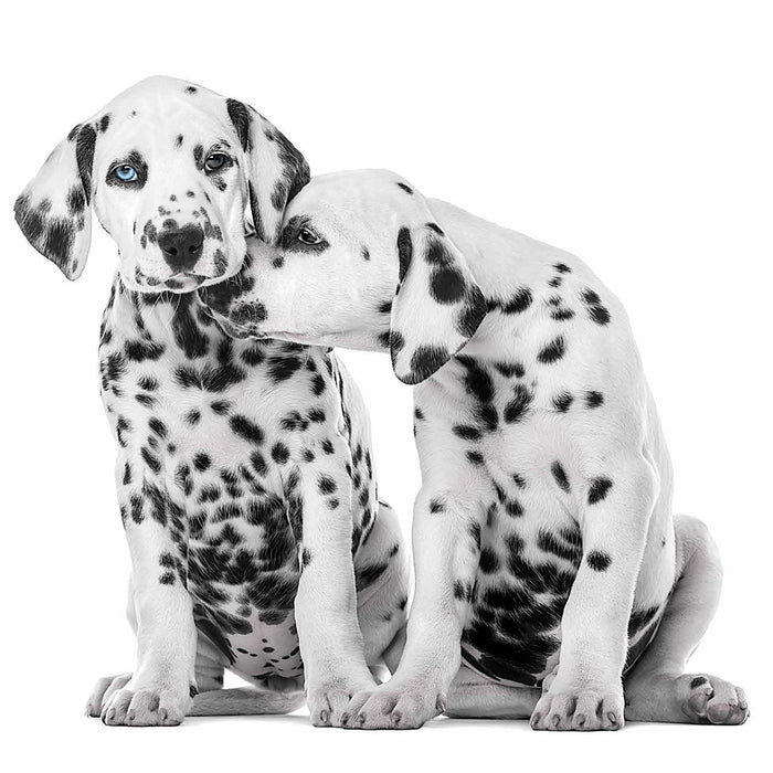 Papier-Servietten - Hund Welpe Dalmatiner 20 Stck 33 x 33 cm